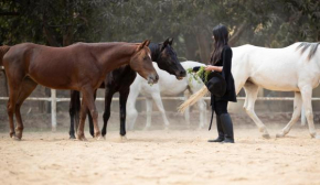 1-BR next Saqqara pyramids Horse-riding